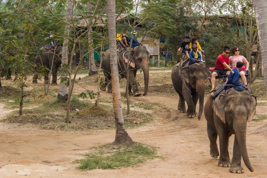 где в Паттайе лучше покататься на слонах