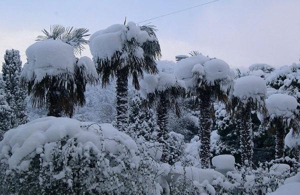 Крым зимой: Никитинский ботанический сад