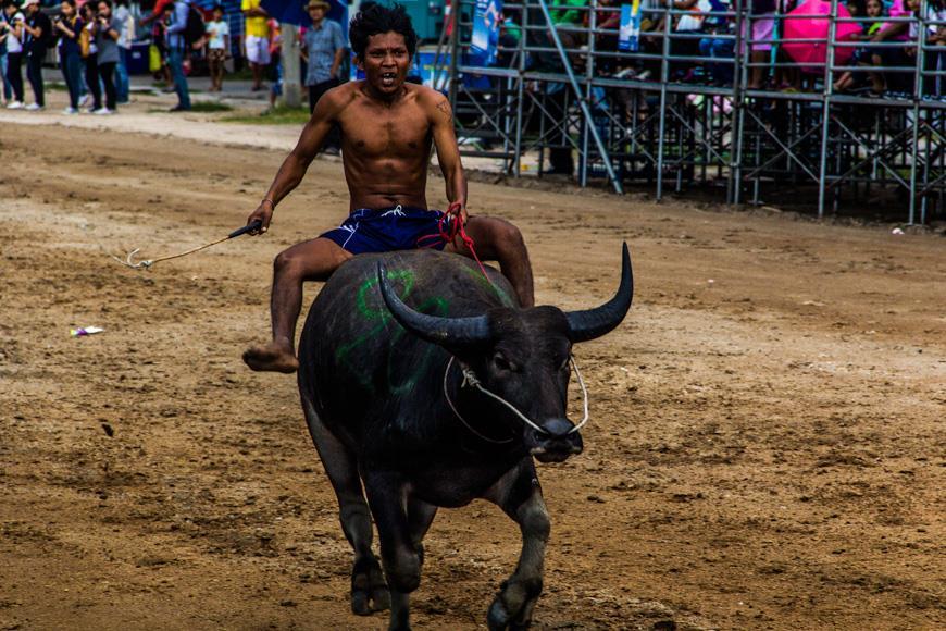 Гонки на быках в городе Чонбури