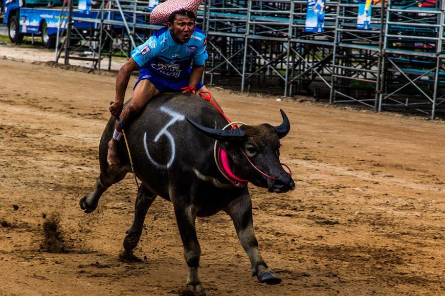 Гонки на быках в городе Чонбури