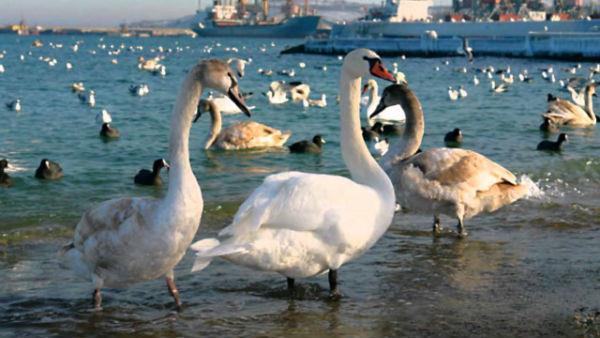 Зима в Крыму: лебеди в Феодосии