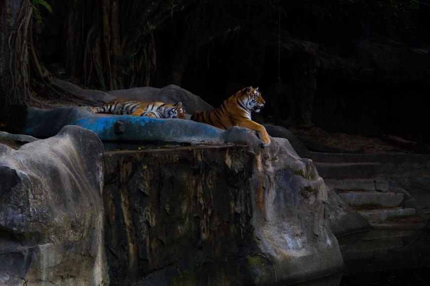 Зоопарк Кхао Кхео