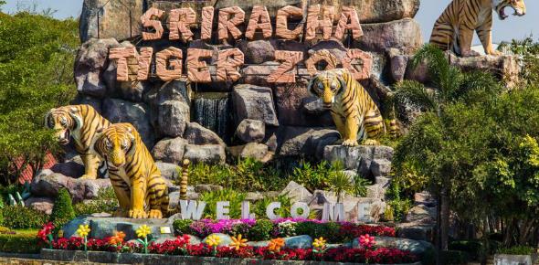 Тигровый зоопарк Сирача – концлагерь для животных