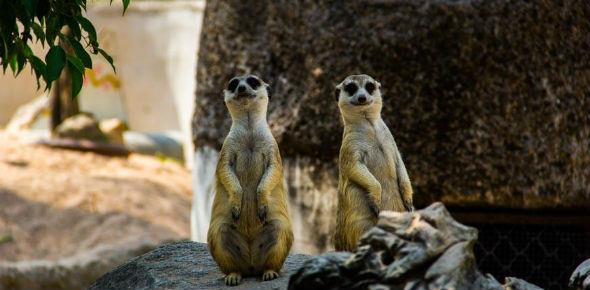 Зоопарк Кхао Кхео: как добраться, сколько стоит