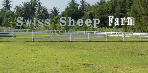 Swiss Sheep Farm в Паттайе – еще одно прекрасное место для отдыха с детьми
