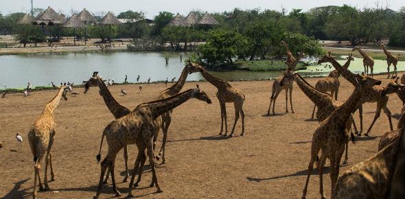 Зоопарк-сафари в Бангкоке Safari World